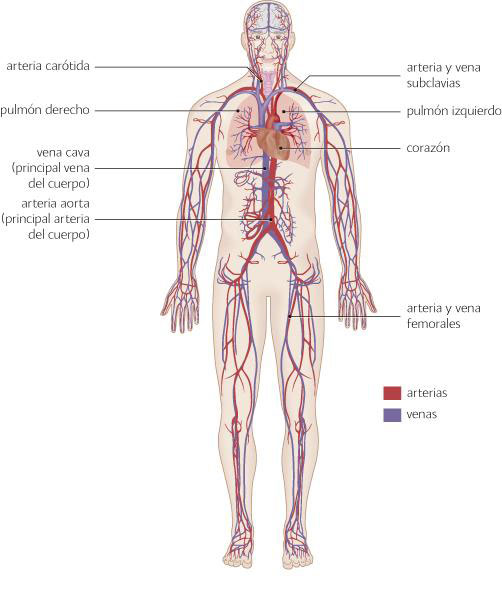 Resultado de imagen de sistema cardiovascular
